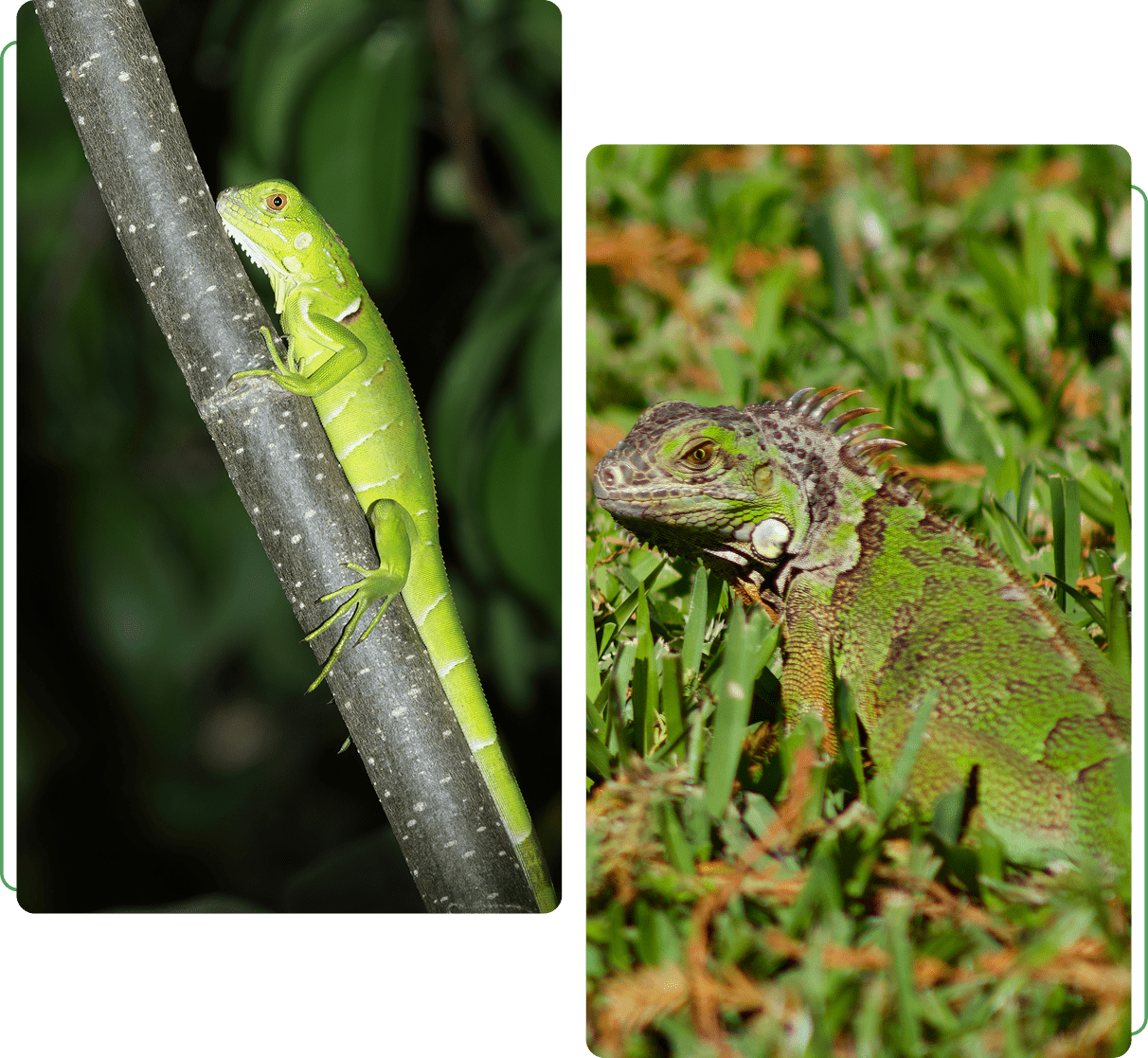 Local lizard removal experts protecting homes and families in Florida
